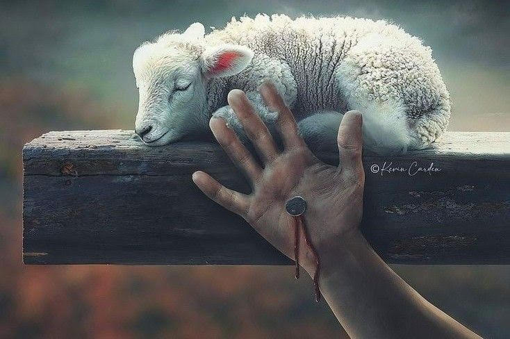 من النبي إسماعيل إلى كبش النظام: الفداء كآلية فلسفية لتأسيس النظام الاجتماعي